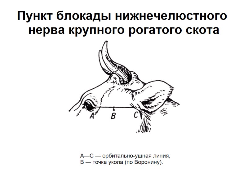 Пункт блокады нижнечелюстного нерва крупного рогатого скота А—С — орбитально-ушная линия; В — Пункт блокады нижнечелюстного нерва крупного рогатого скота А—С — орбитально-ушная линия; В —